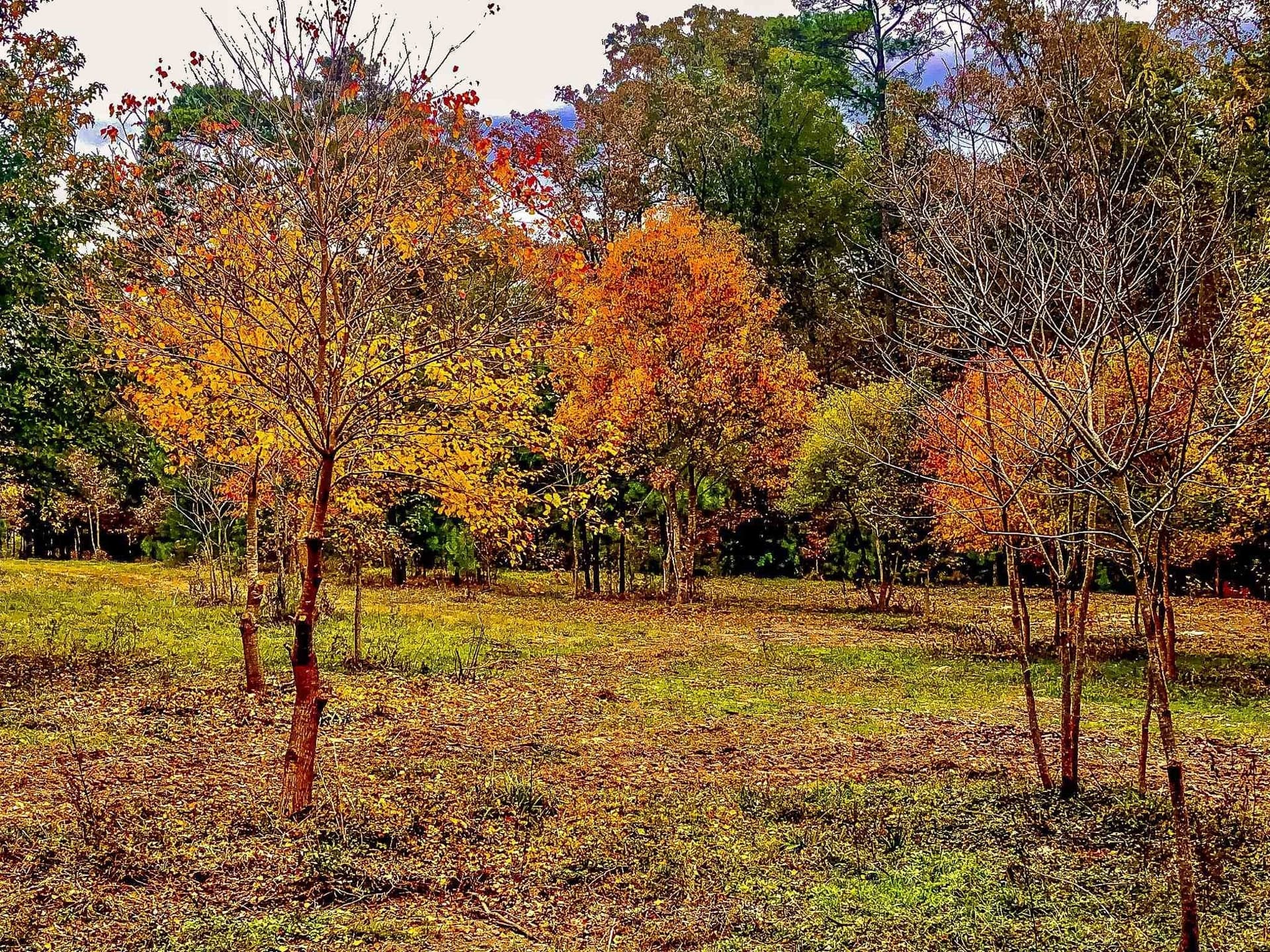 28 acres in Marion County - photo 7
