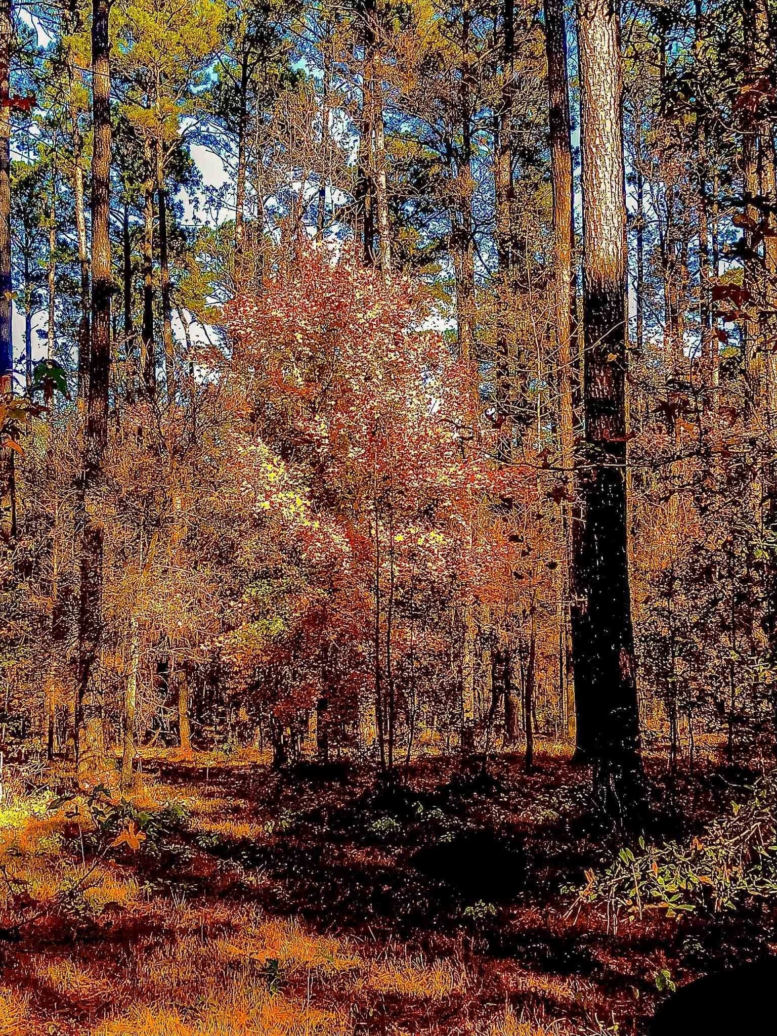 28 acres in Marion County - photo 9