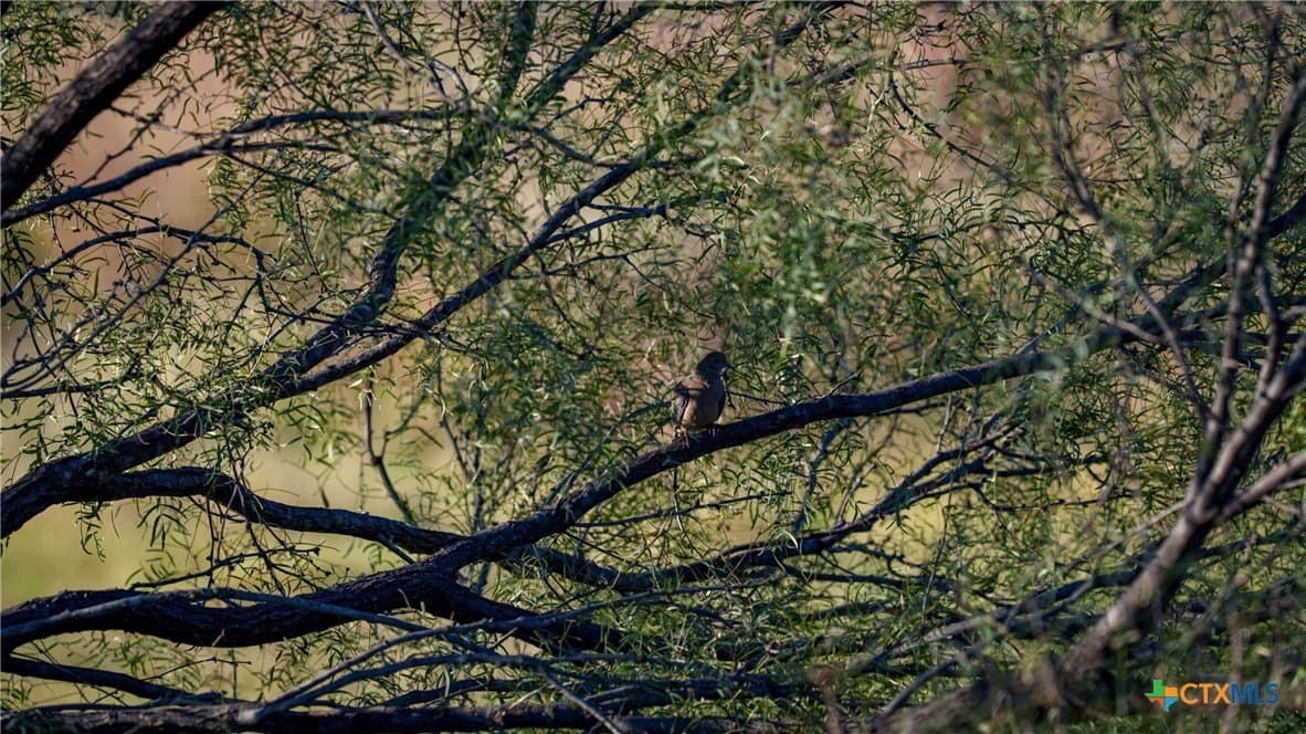 316 acres in Llano County - photo 48