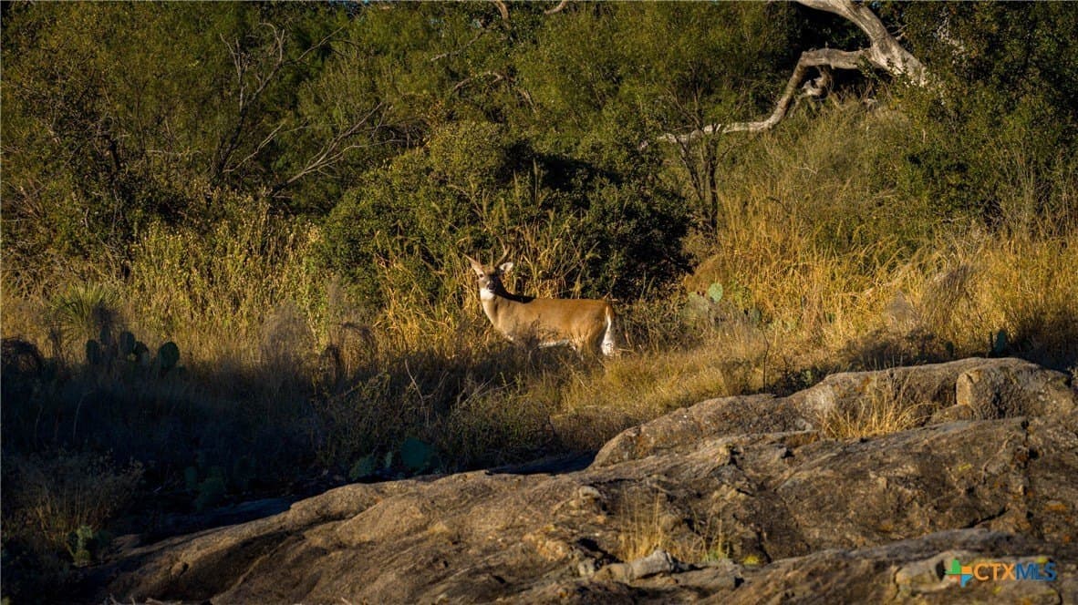 316 acres in Llano County - photo 28
