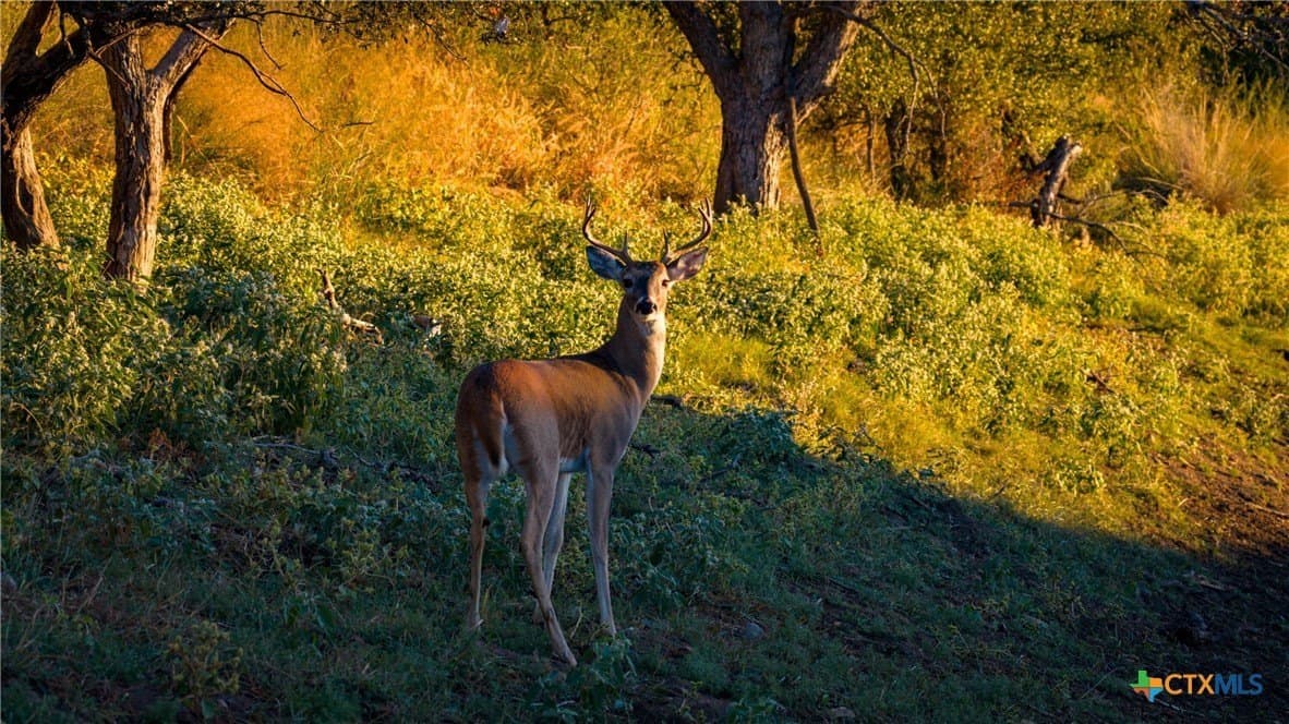 316 acres in Llano County - photo 23