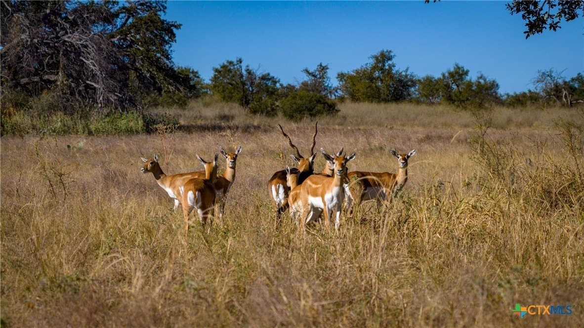 316 acres in Llano County - photo 26