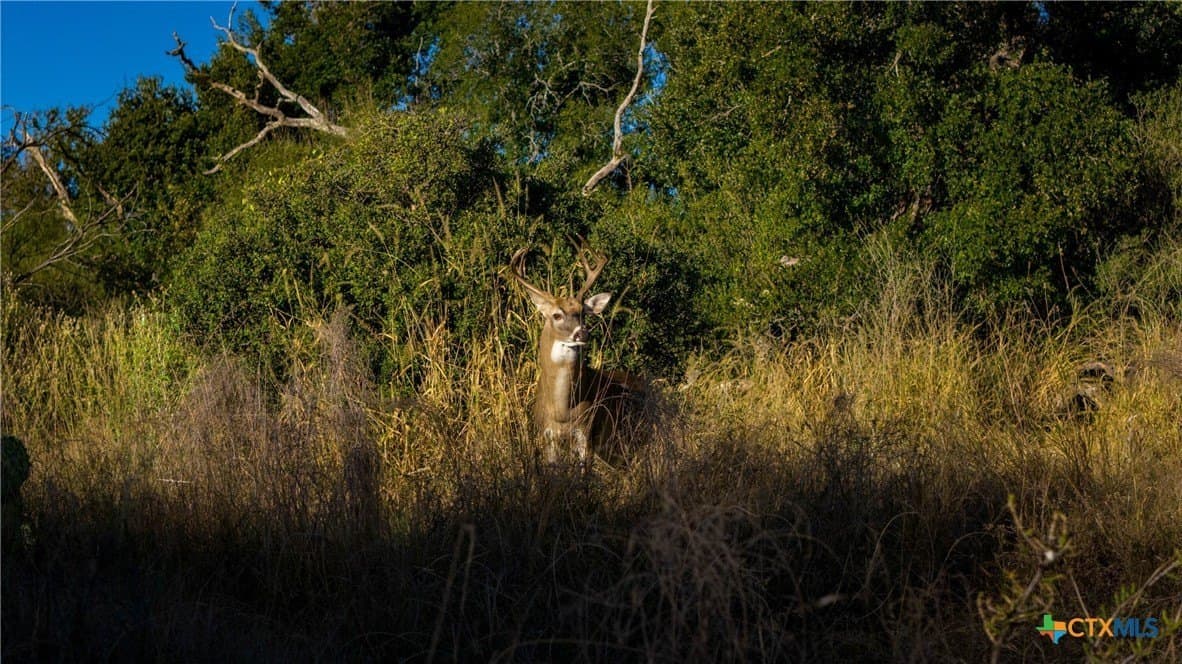 316 acres in Llano County - photo 24