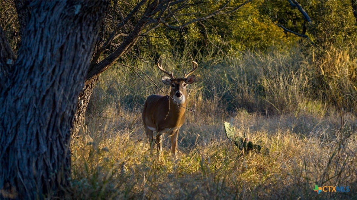 316 acres in Llano County - photo 29