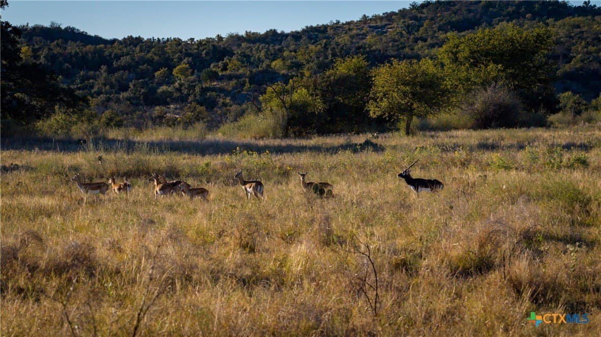 316 acres in Llano County gallery image 3