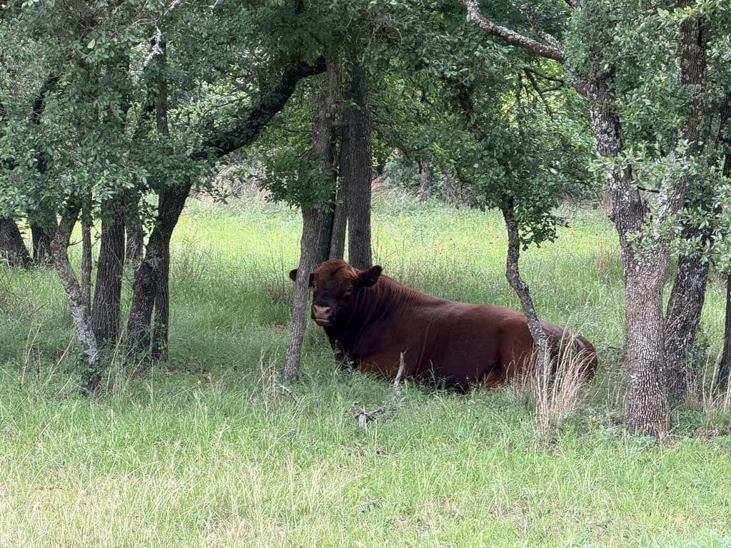 19.73 acres in Gillespie County - photo 12