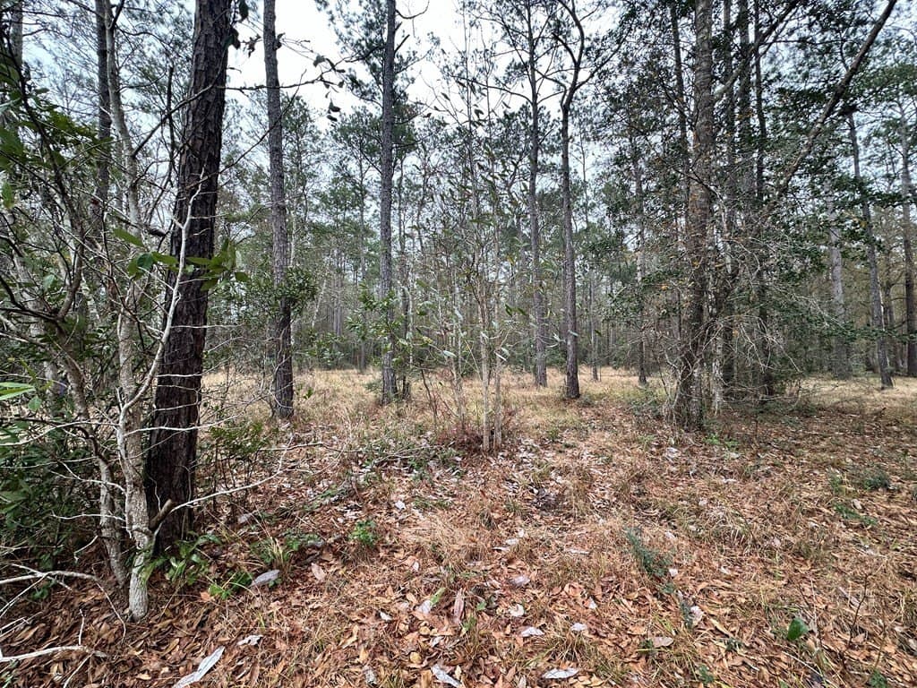 7.46 acres in Texas County gallery image 4