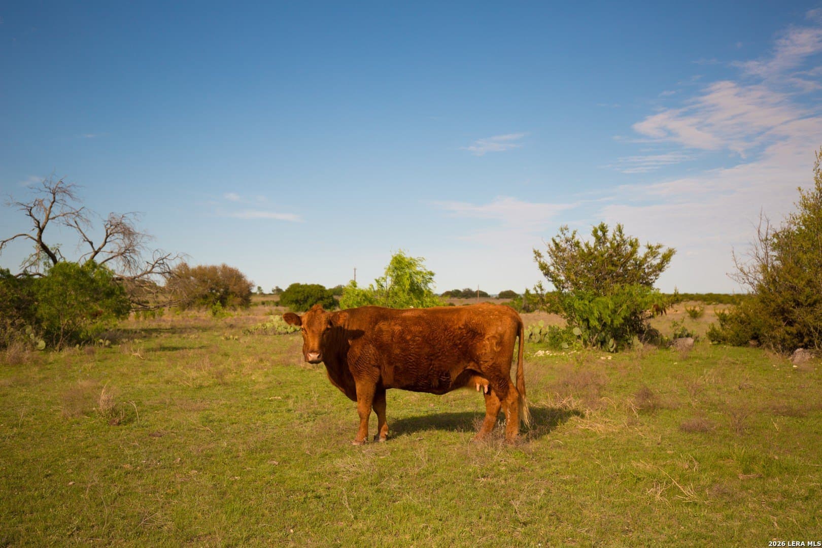 20.02 acres in Lampasas County - photo 6