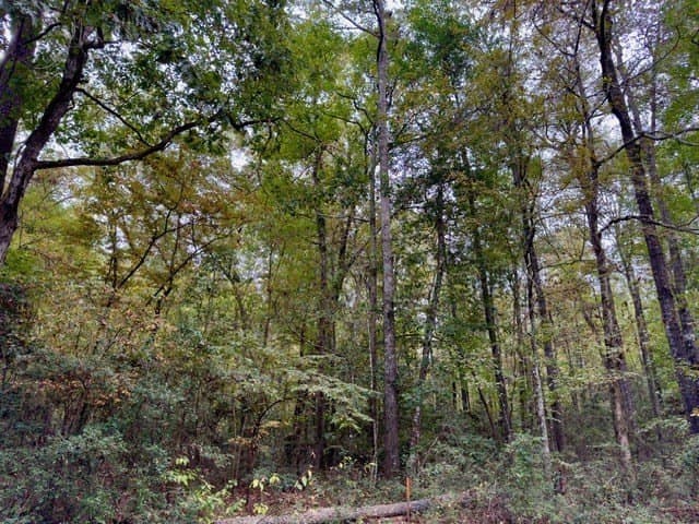 0.22 acres in Texas County - photo 6