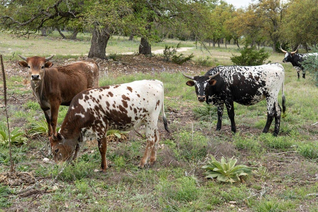 77.65 acres in Gillespie County - photo 16