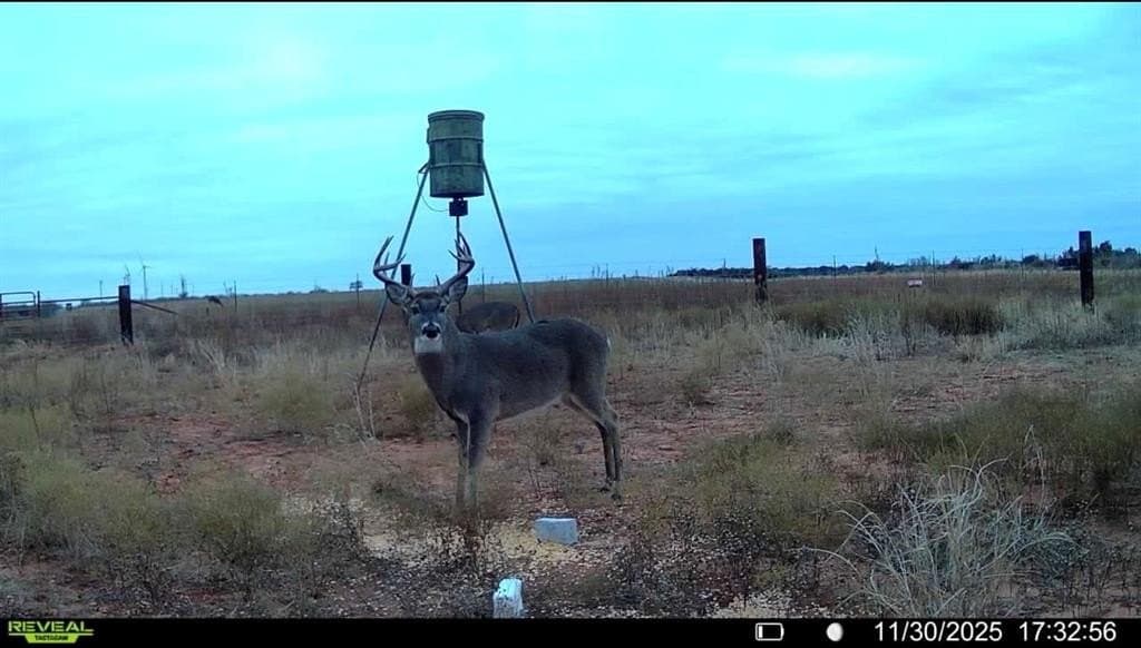 42 acres in Baylor County gallery image 2