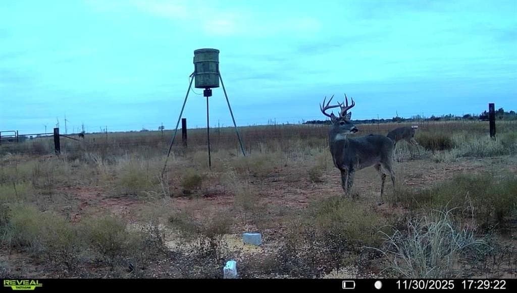 42 acres in Baylor County gallery image 4