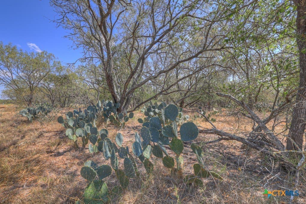 10.1 acres in Guadalupe County - photo 11