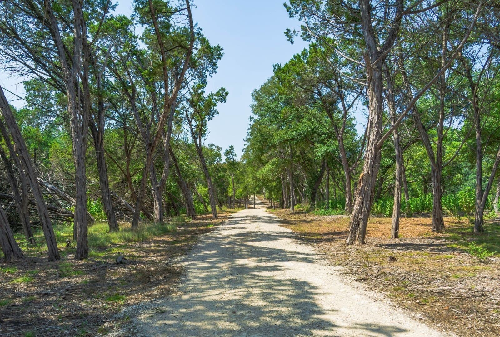 14.55 acres in Travis County gallery image 4
