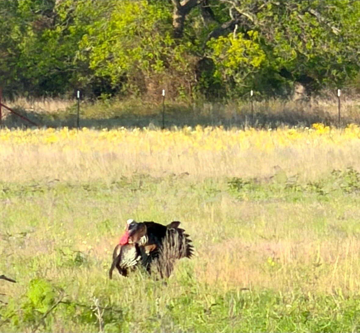 95 acres in Eastland County - photo 28