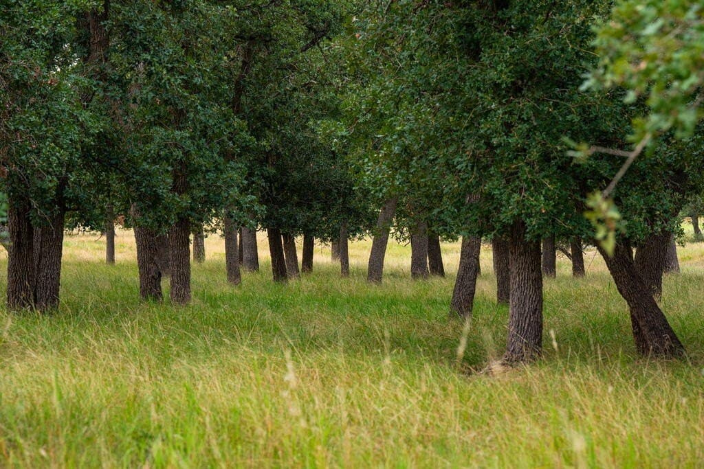 30.68 acres in Gillespie County - photo 47