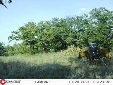 43 acres in Young County gallery image 4