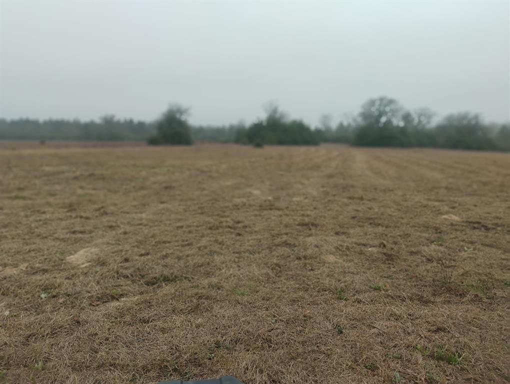 78 acres in Leon County gallery image 4