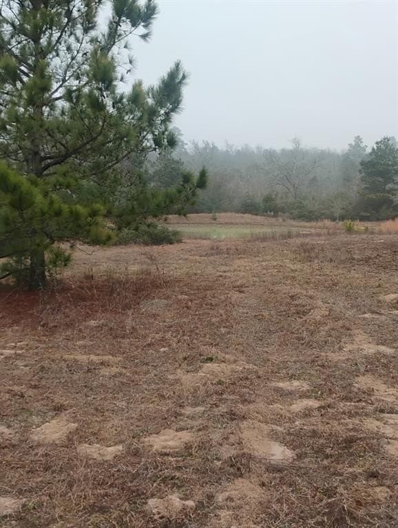 78 acres in Leon County gallery image 2