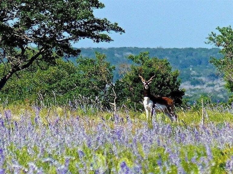 74.95 acres in Kerr County - photo 5