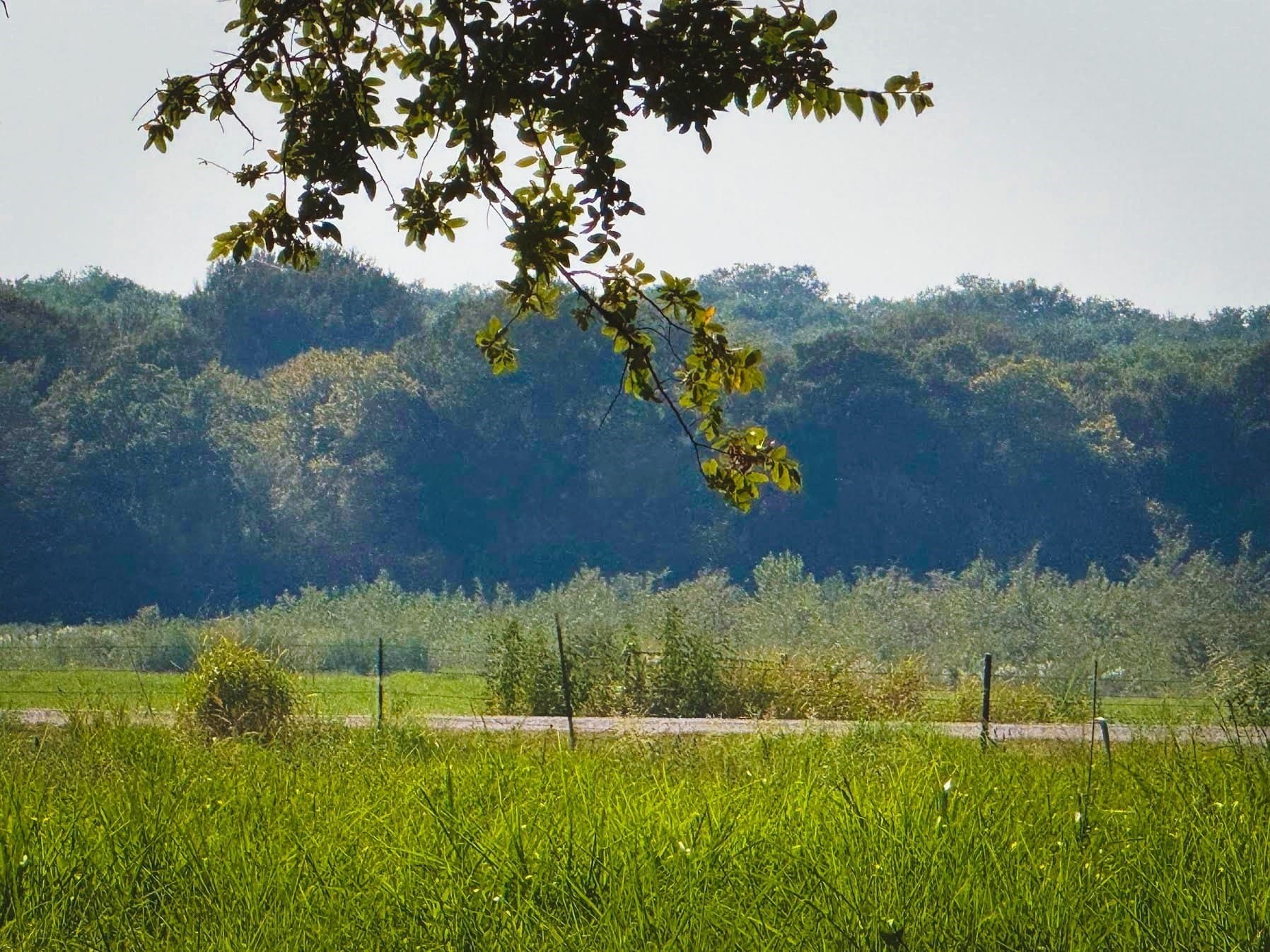 13.42 acres in Collin County - photo 17