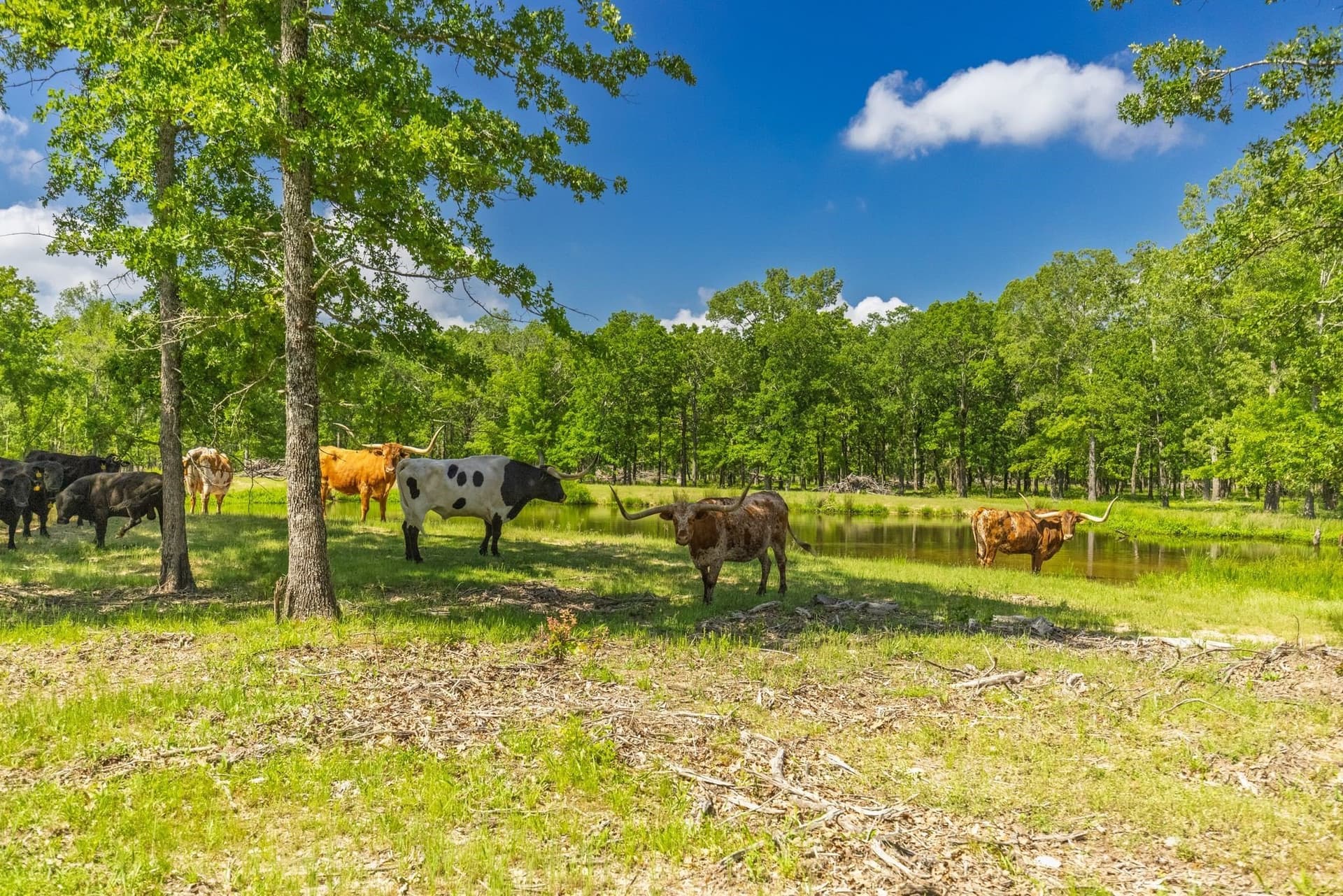 407.79 acres in Hopkins County - photo 40