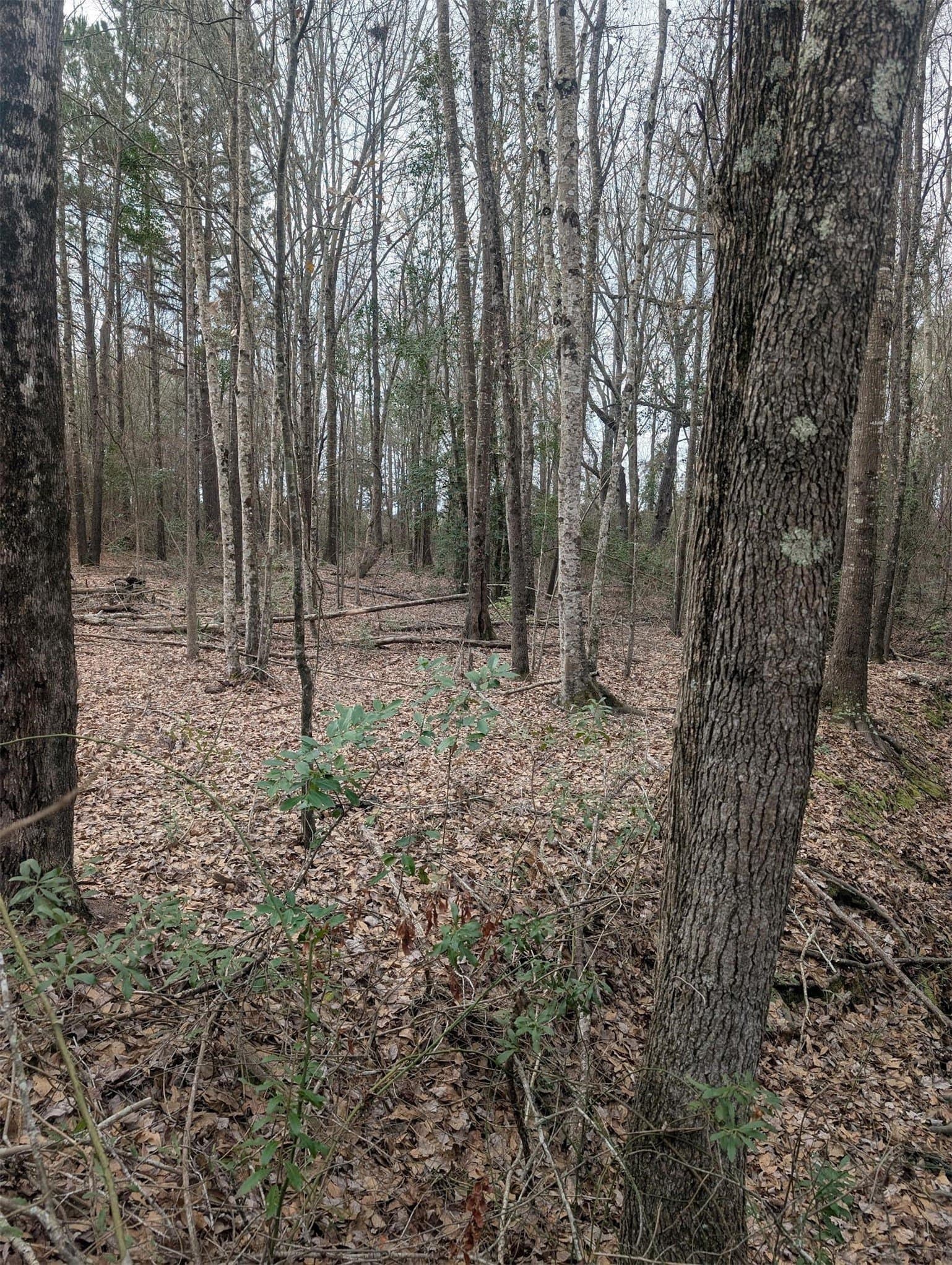 2.65 acres in Wood County gallery image 3