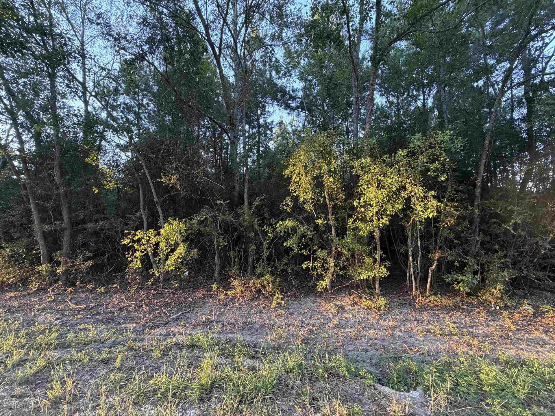 12 acres in Texas County - photo 2