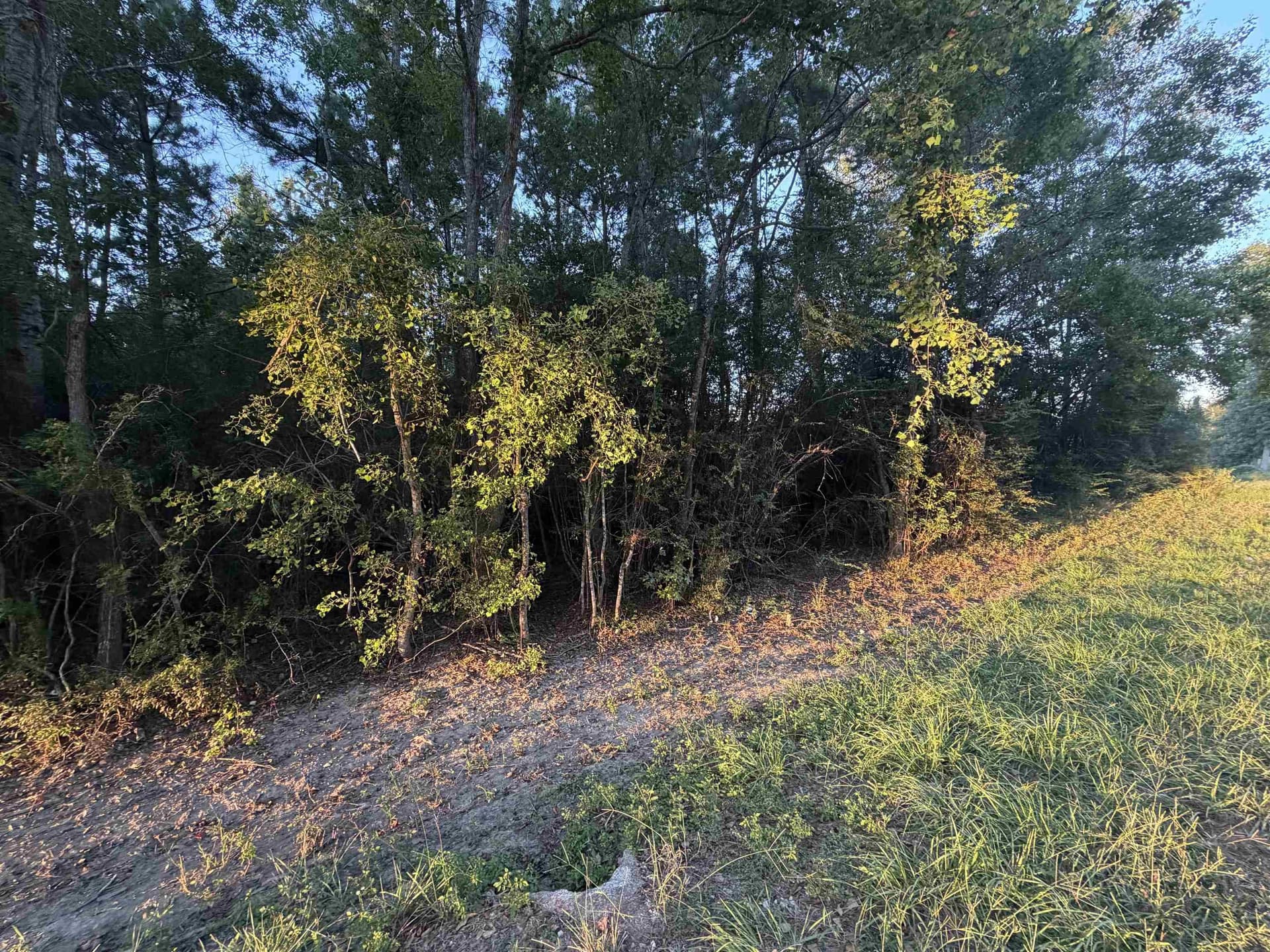 12 acres in Texas County - photo 3