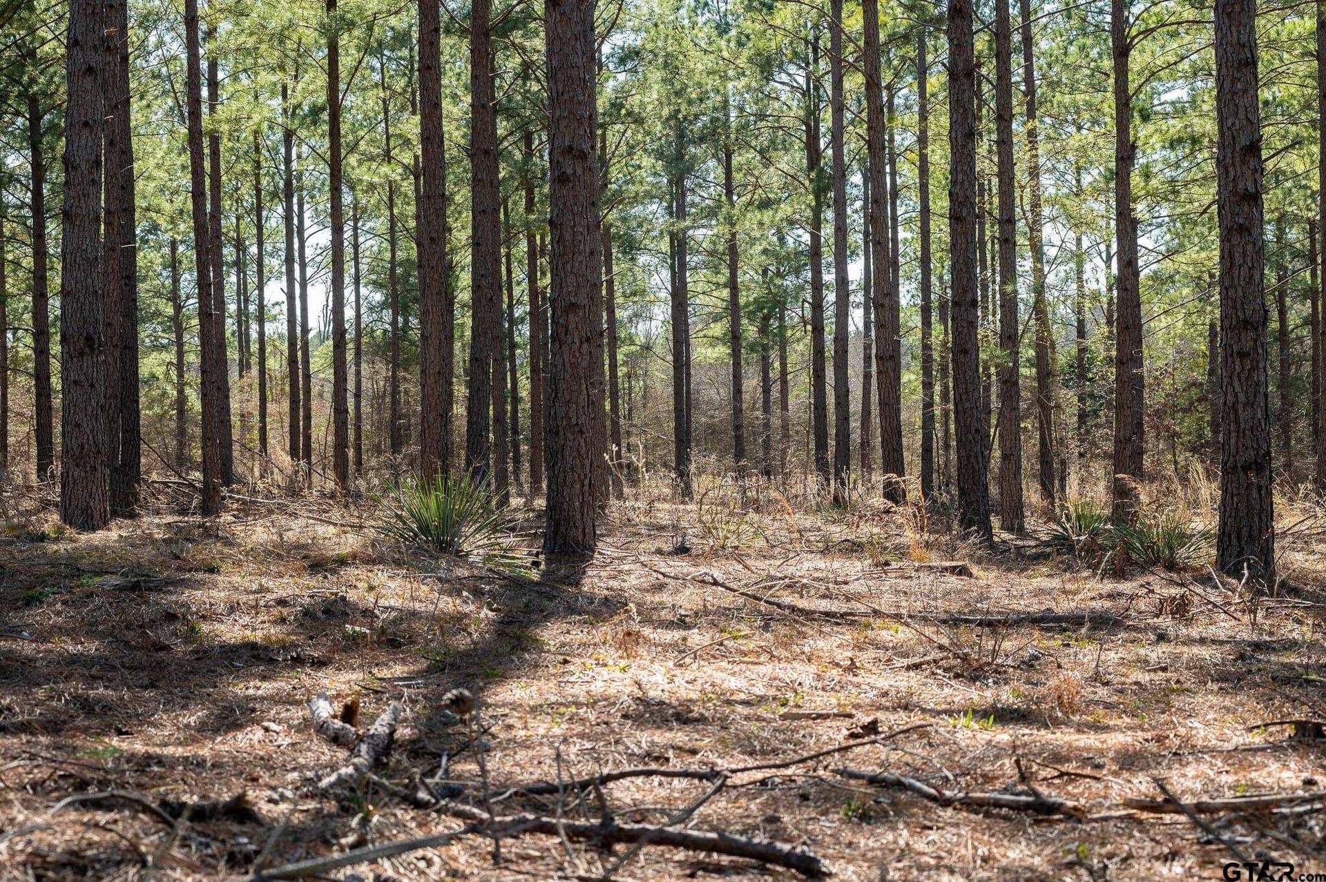 228.8 acres in Van Zandt County - photo 12