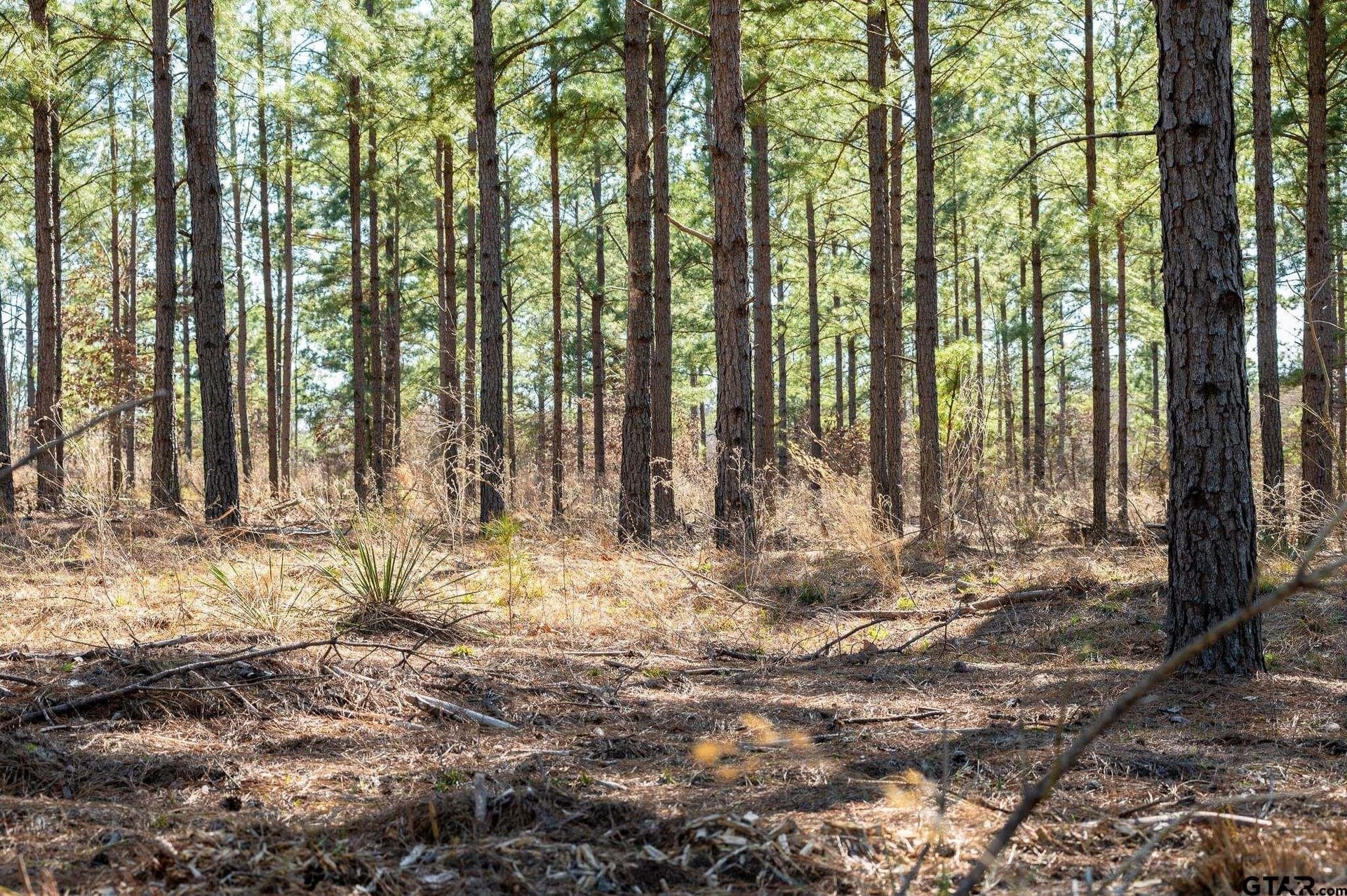 228.8 acres in Van Zandt County - photo 13