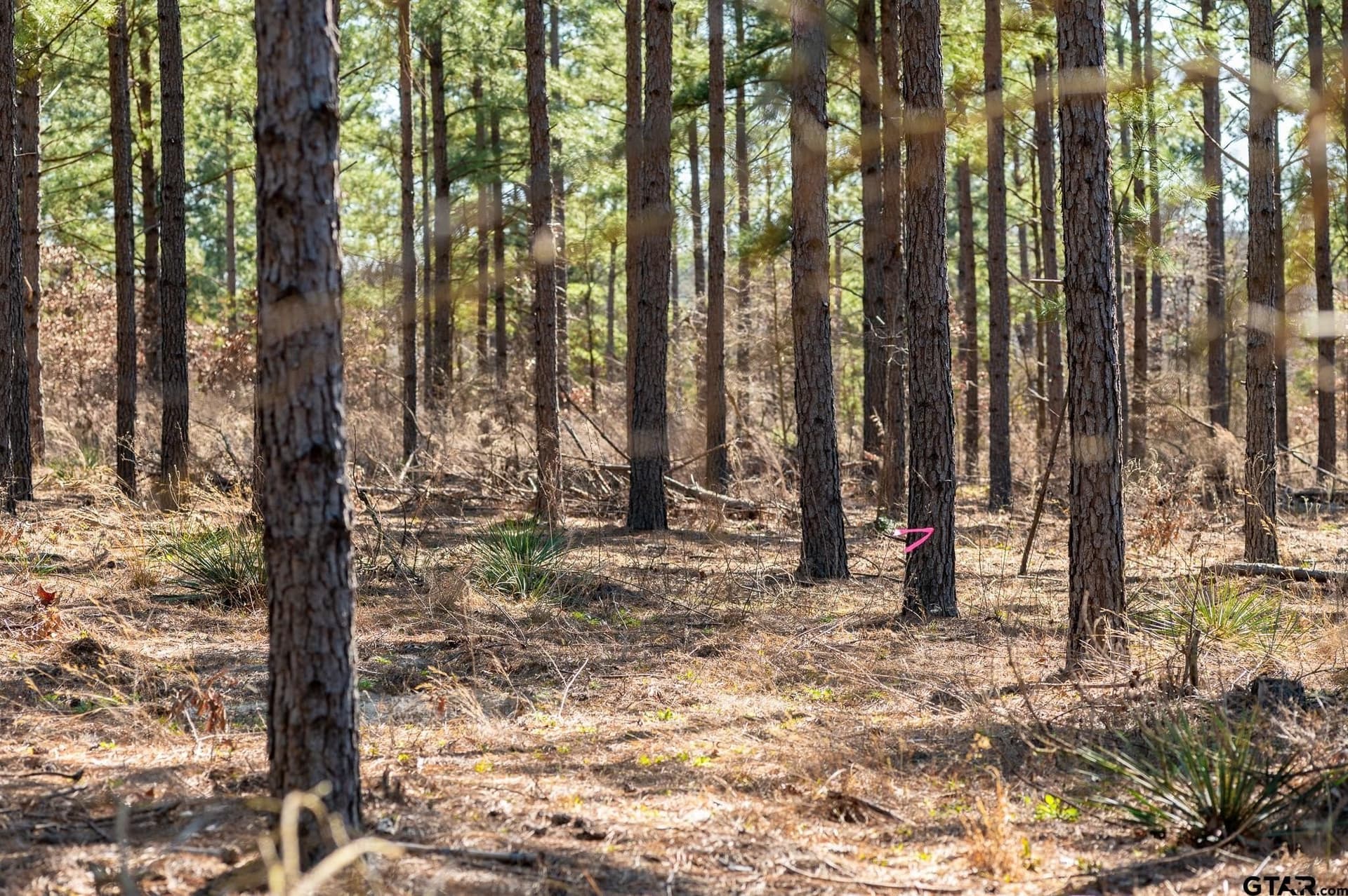 228.8 acres in Van Zandt County - photo 14