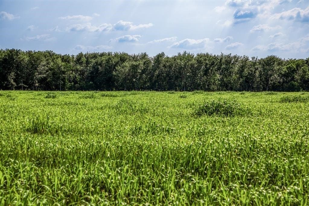 10.01 acres in Waller County - photo 8