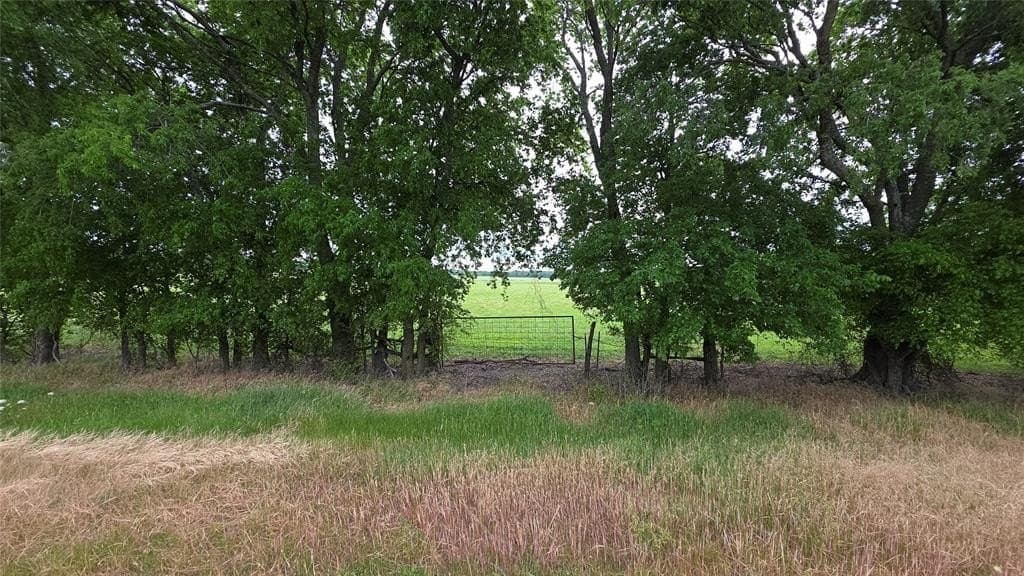 65.55 acres in Fannin County gallery image 2