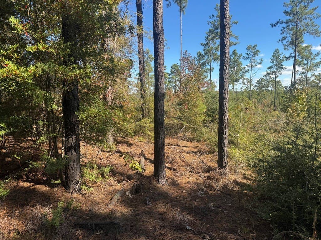 1 acres in Texas County gallery image 3