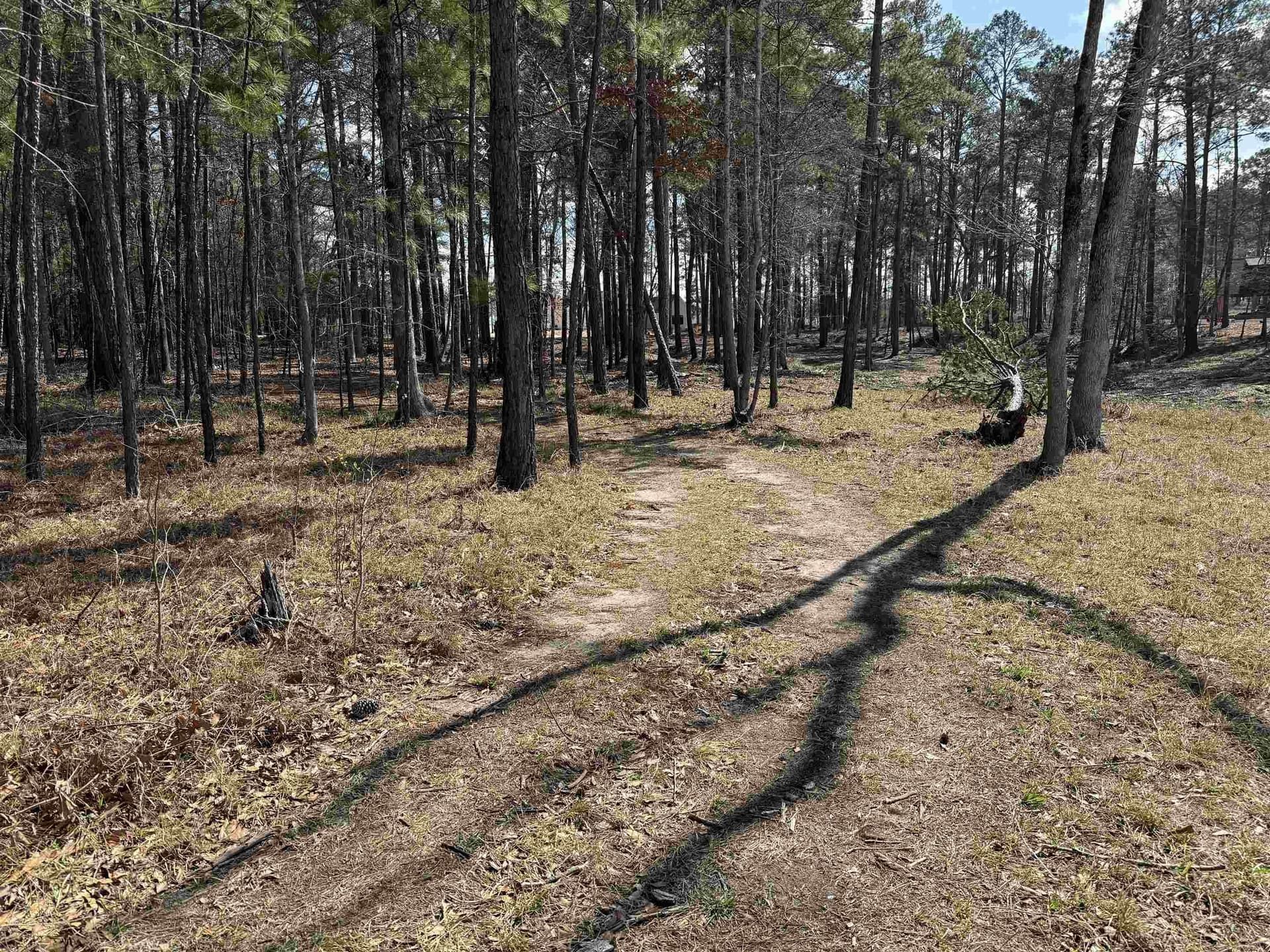 1 acres in Texas County - photo 8