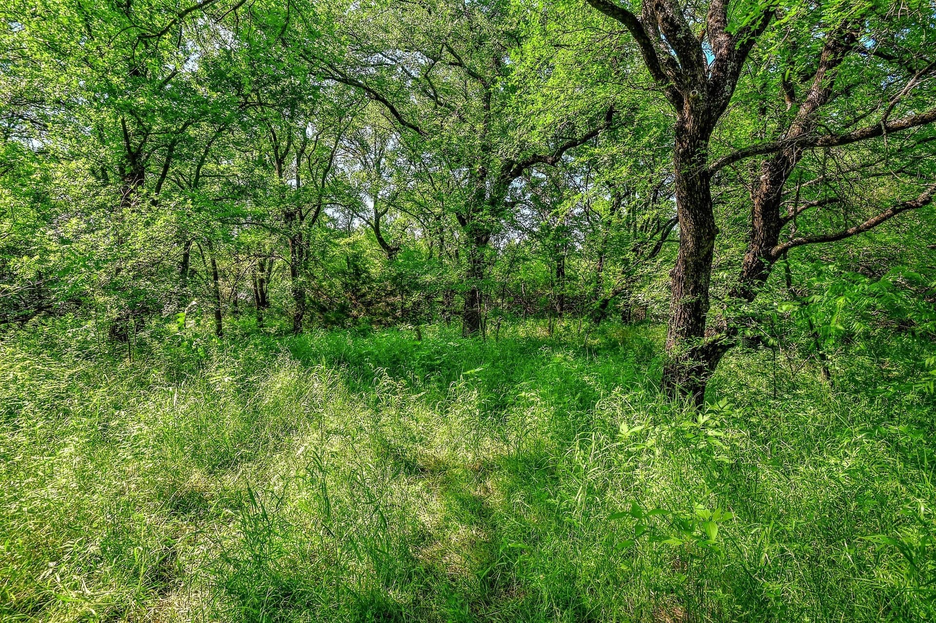 38.11 acres in Grayson County - photo 16
