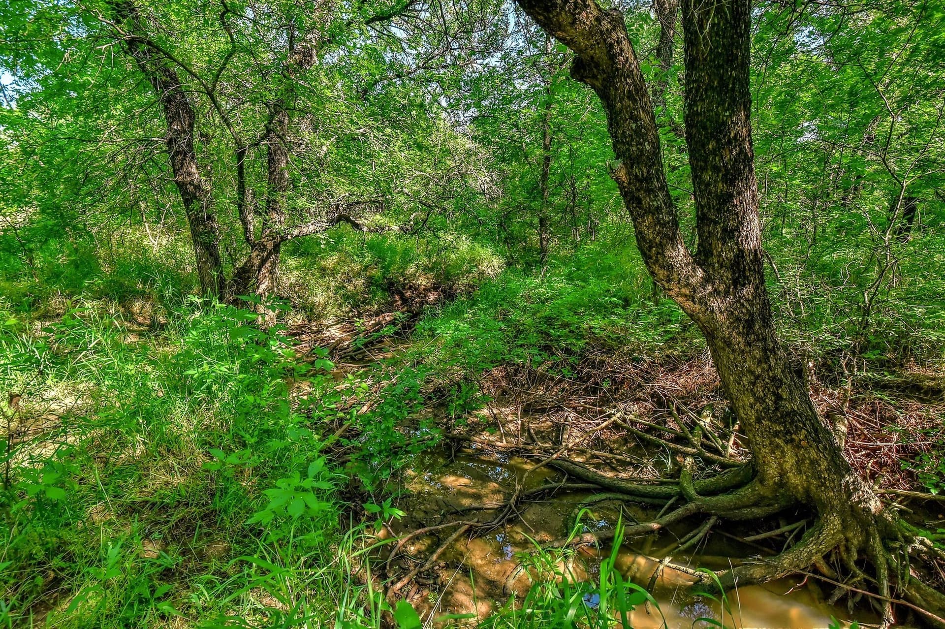 38.11 acres in Grayson County - photo 14