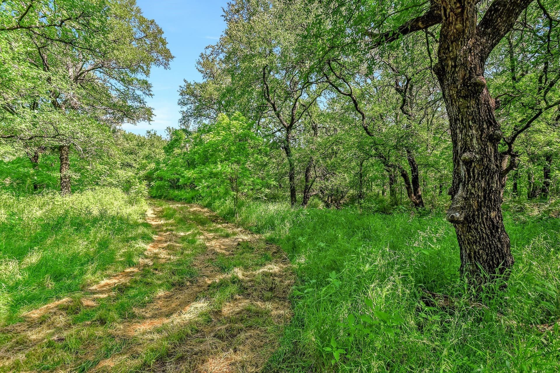 38.11 acres in Grayson County - photo 17