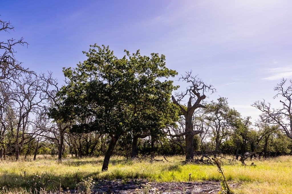 10 acres in Kerr County gallery image 2