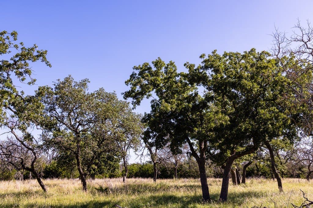10 acres in Kerr County gallery image 3
