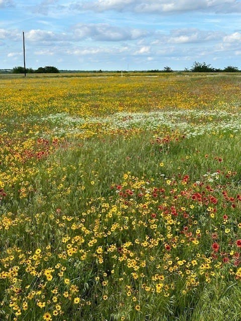10.03 acres in Montague County gallery image 2