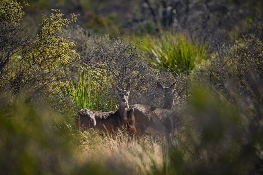 8,499 acres in Val Verde County - photo 21