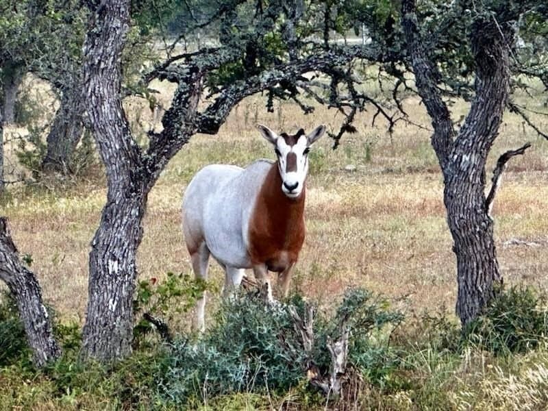 5.61 acres in Gillespie County - photo 14