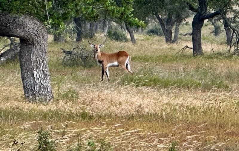 5.61 acres in Gillespie County - photo 17