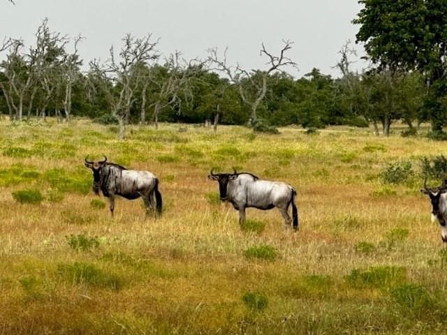 5.61 acres in Gillespie County - photo 15