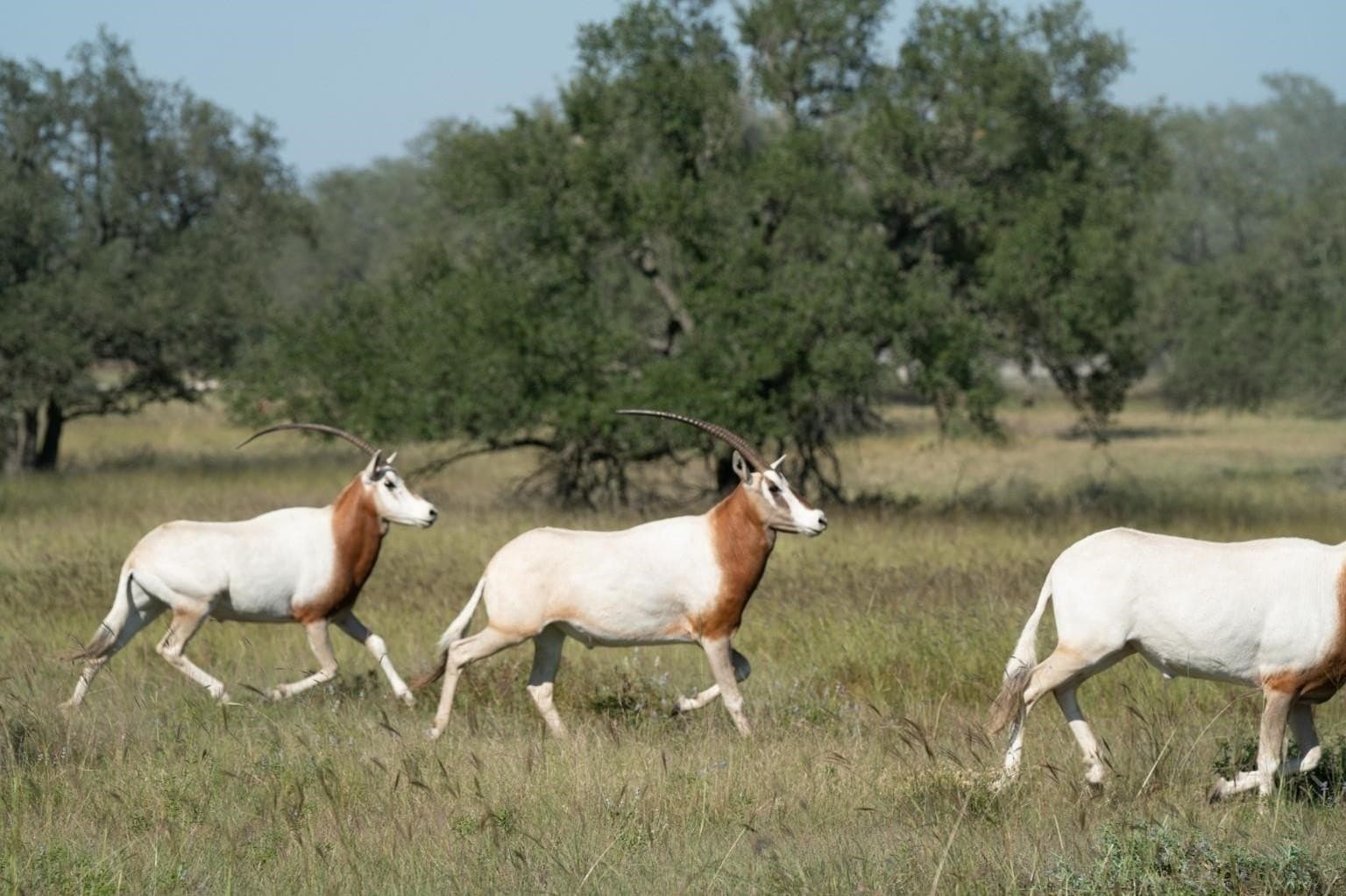 10.57 acres in Gillespie County - photo 40