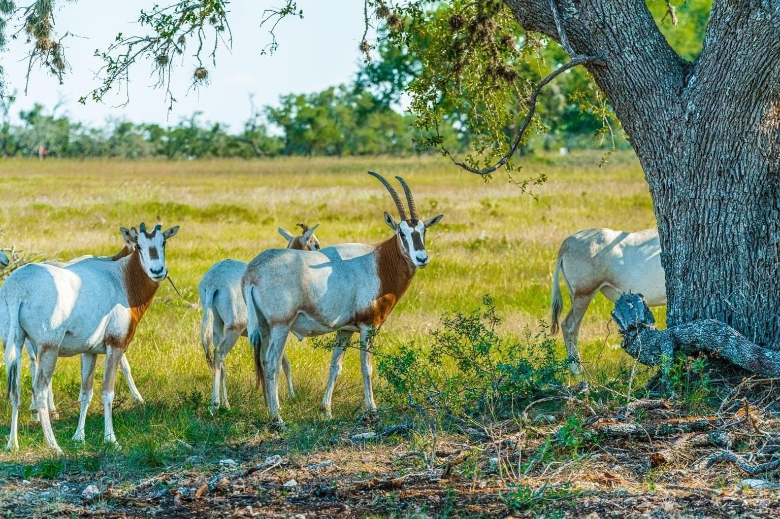 10.57 acres in Gillespie County - photo 37