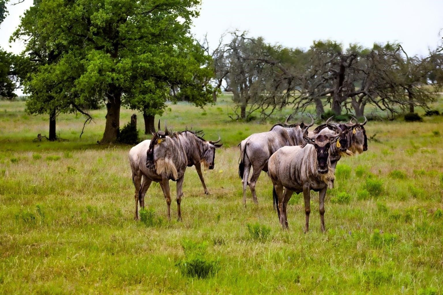 10.57 acres in Gillespie County - photo 39