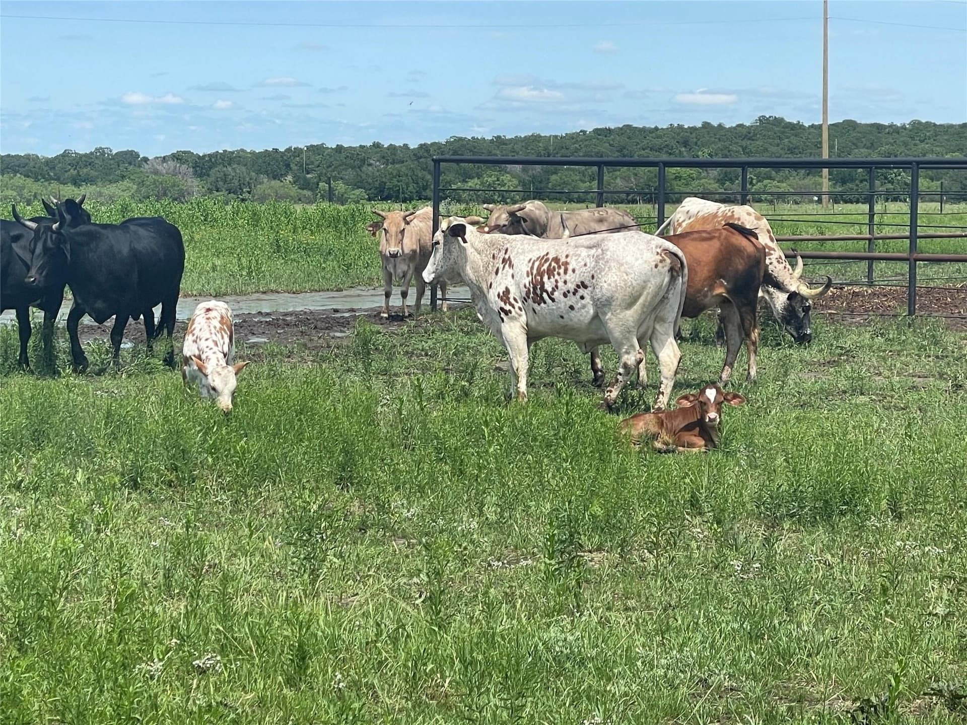 51.82 acres in Erath County featured view